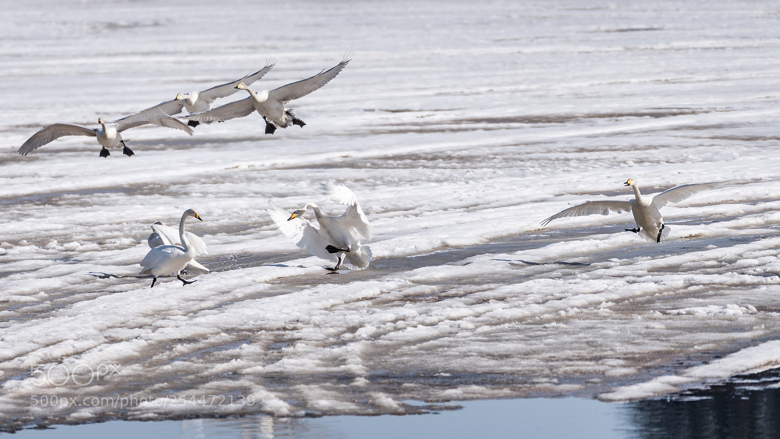 Nikon D750 sample photo. Swans flying photography