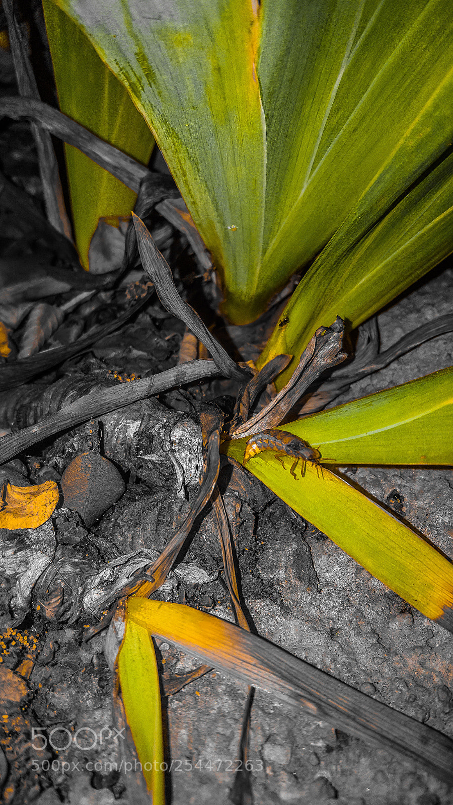 Samsung GALAXY S6 edge sample photo. Untitled photography