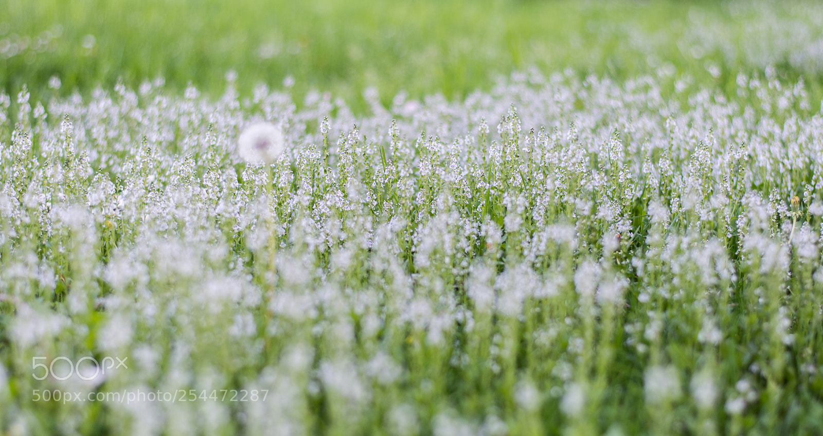 Nikon D5200 sample photo. Outstanding photography