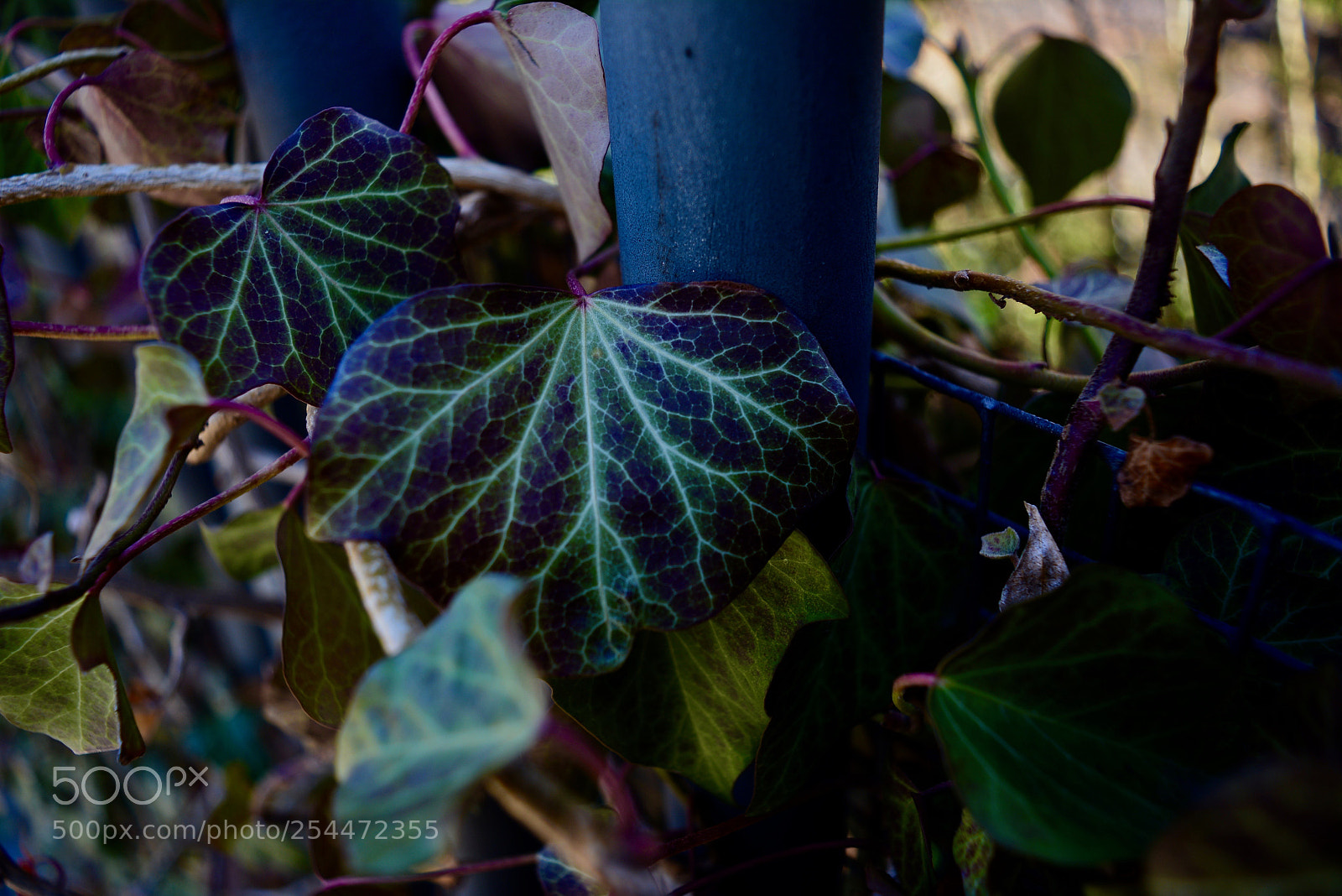 Nikon D5200 sample photo. Veins of a leaf photography