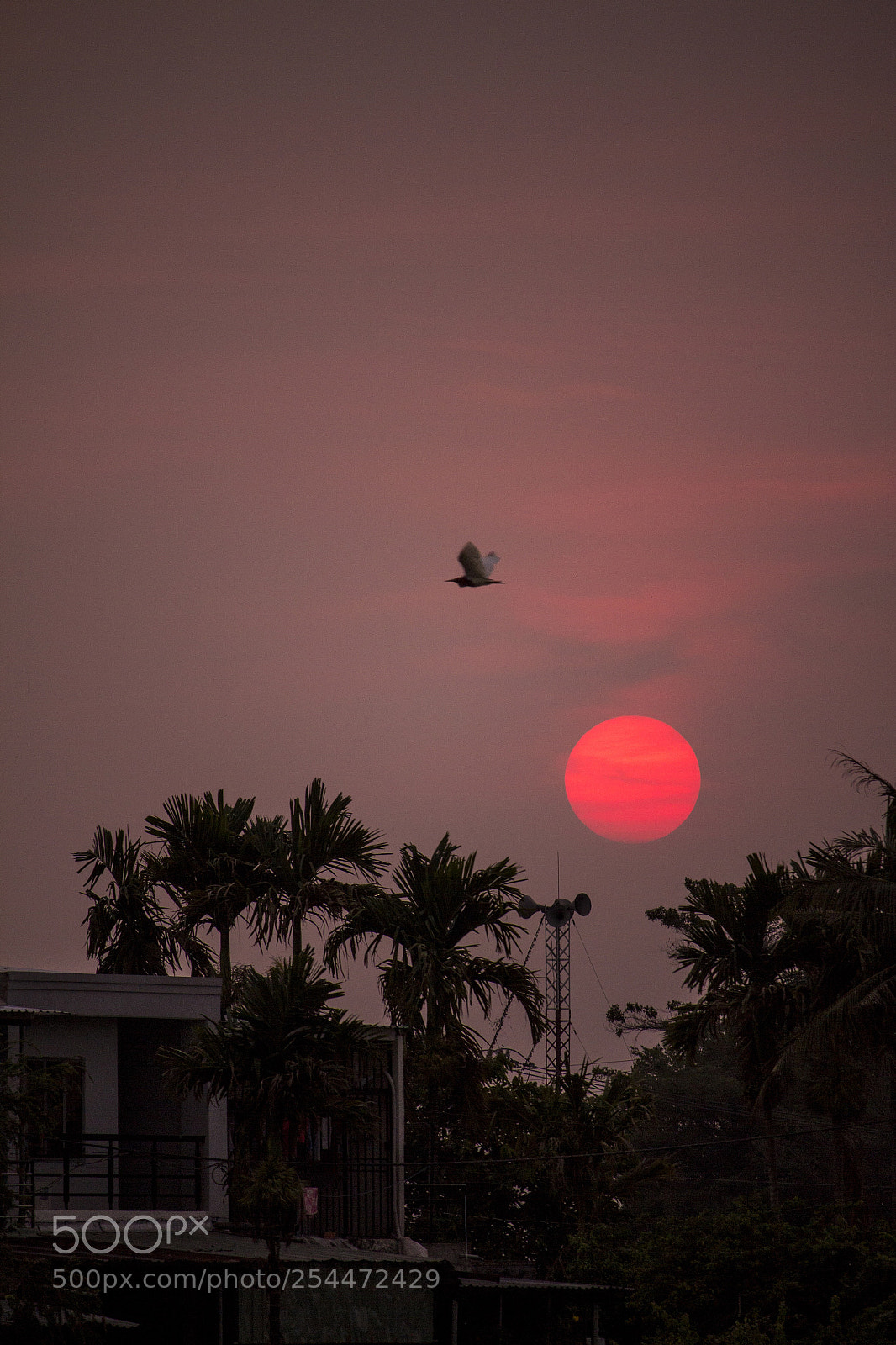 Canon EOS 60D sample photo. Fly away home photography