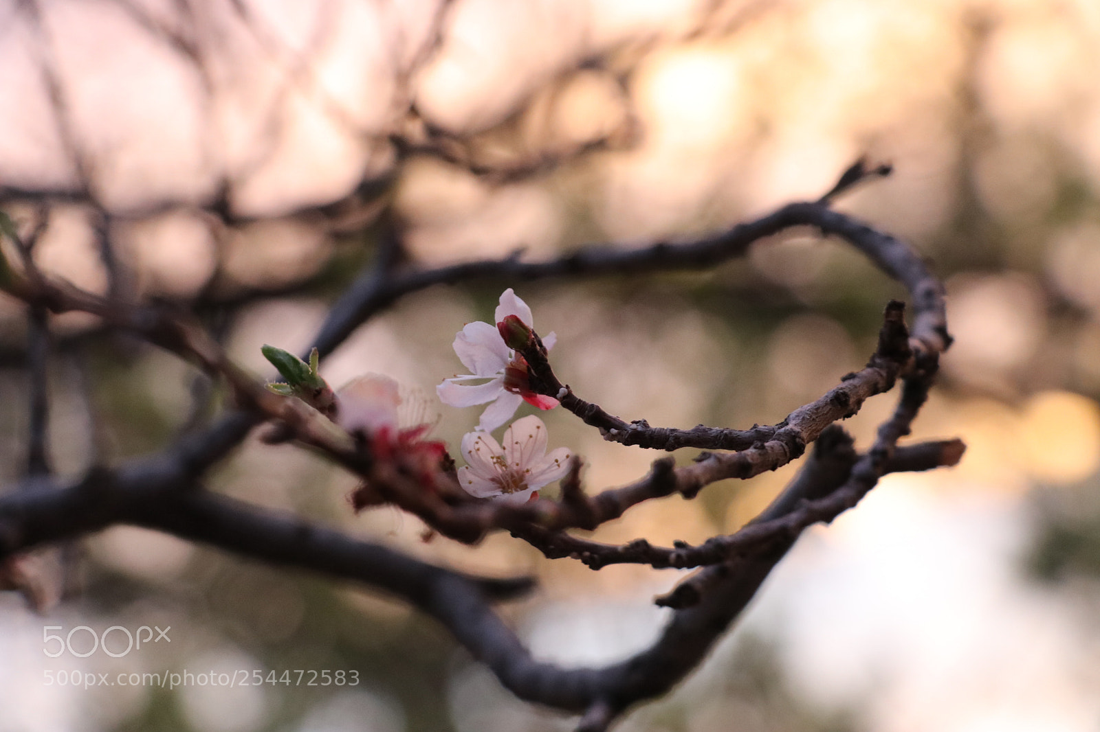 Canon EOS 80D sample photo. Untitled photography