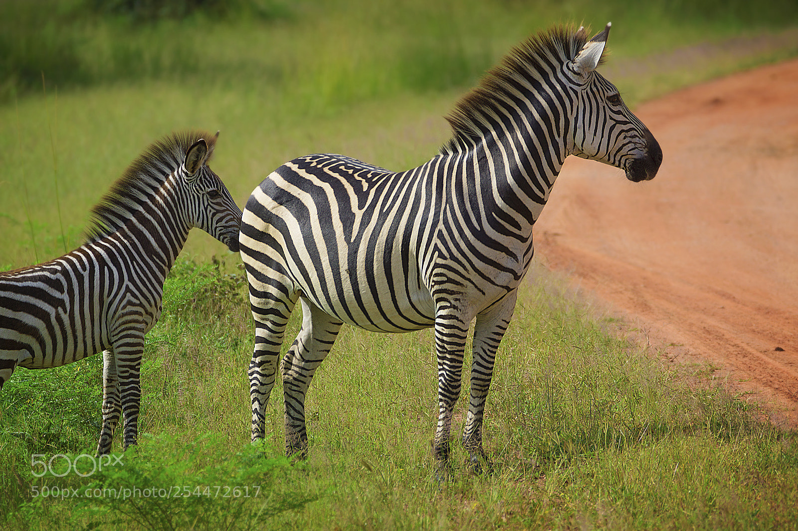 Sony SLT-A77 sample photo. Zebras photography