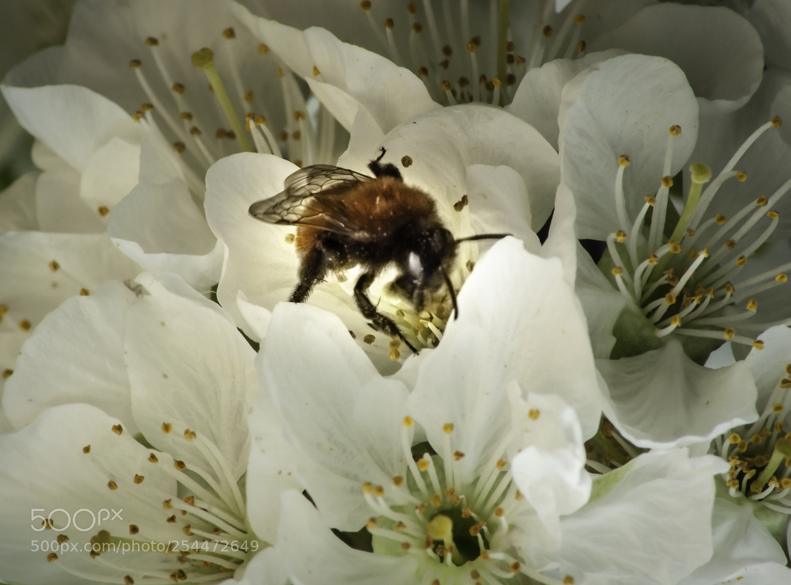 Nikon D5000 sample photo. Bee on blossem photography