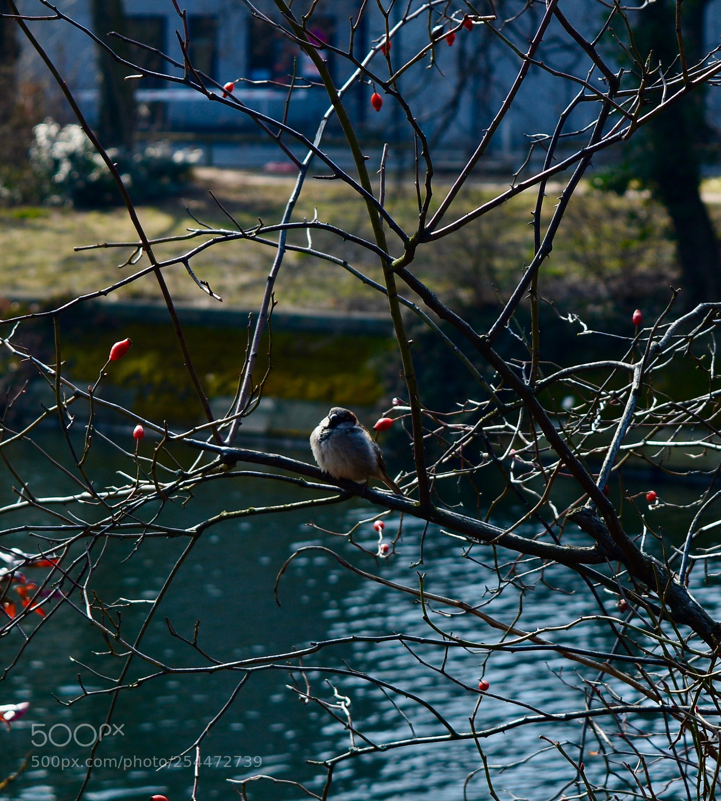 Nikon D5200 sample photo. Bird over the river photography