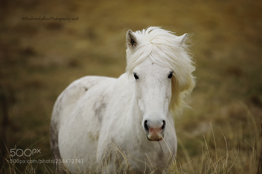 Canon EOS 5D Mark IV sample photo. White horse photography