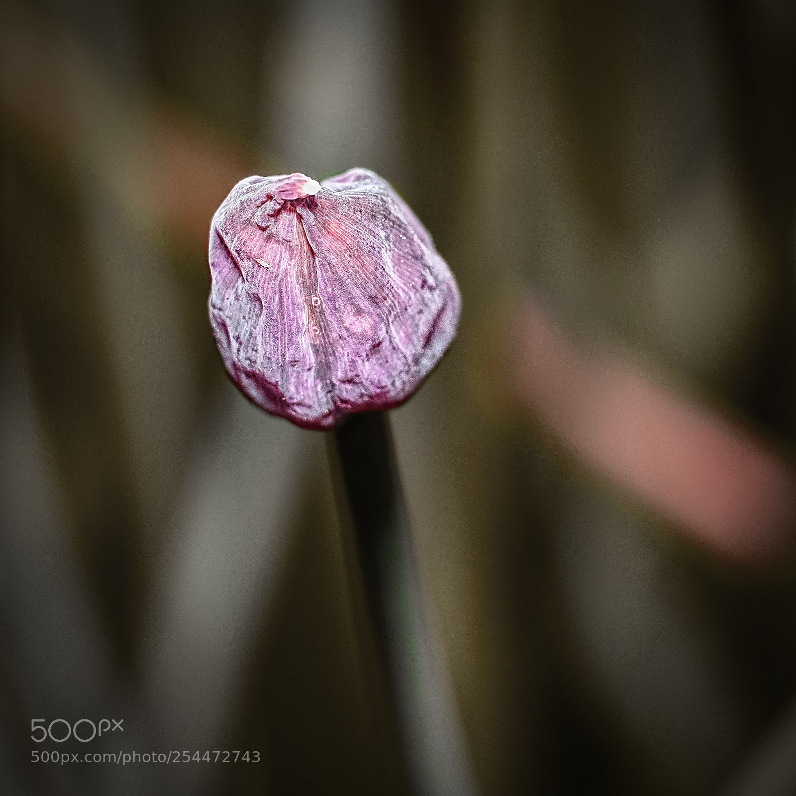 Sony a6000 sample photo. Orb of life photography