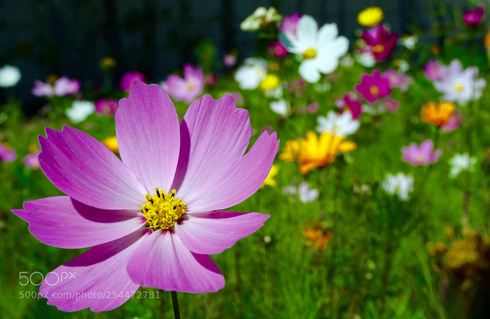 Sony a6000 sample photo. Cosmos flowers  photography