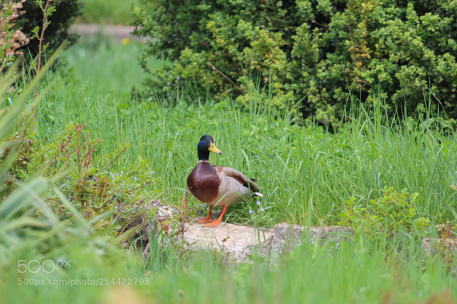 Canon EOS 600D (Rebel EOS T3i / EOS Kiss X5) sample photo. What the quack do photography