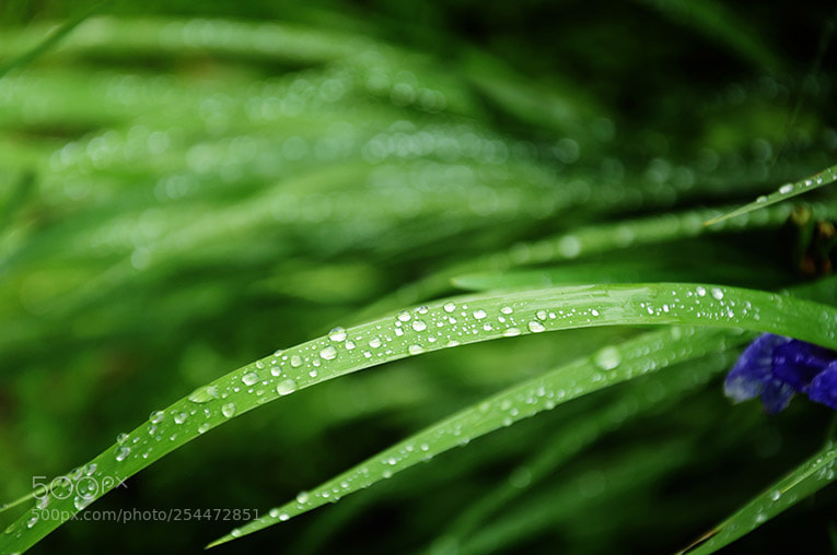 Nikon D90 sample photo. Drops photography