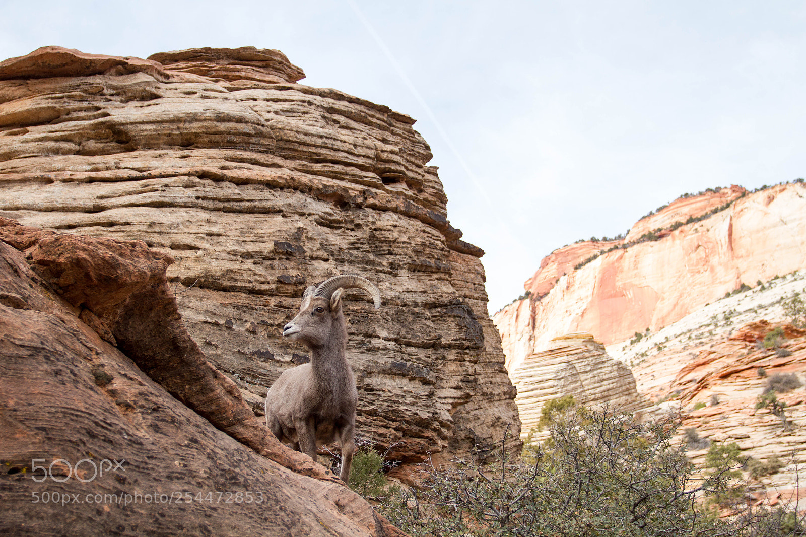 Canon EOS 7D sample photo. Zion national park photography
