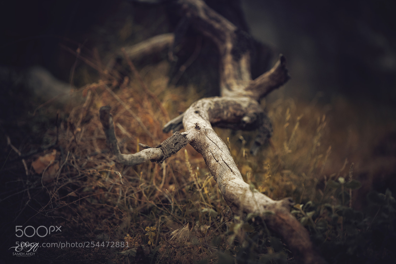 Nikon D850 sample photo. Branch photography