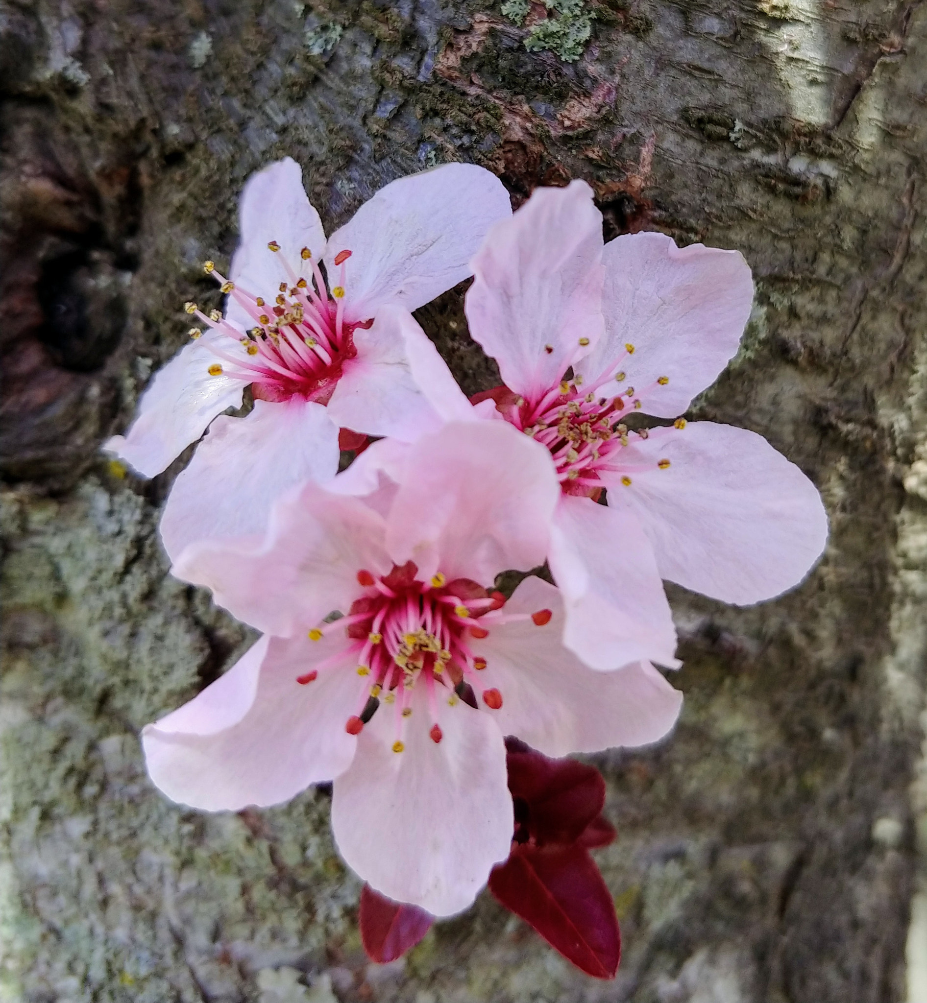 LG V30 sample photo. Spring has sprung photography