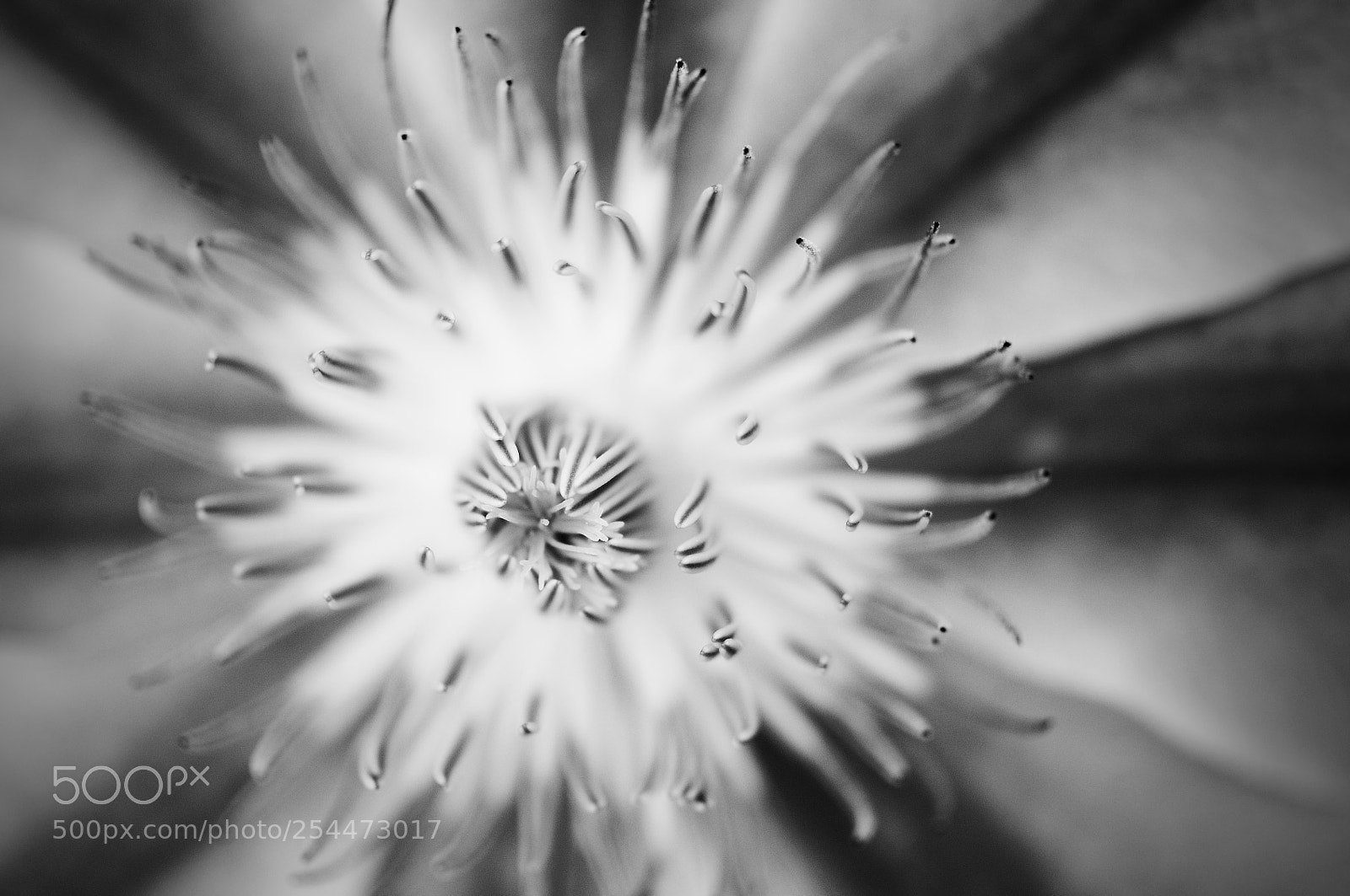 Nikon D300S sample photo. Faded flower photography
