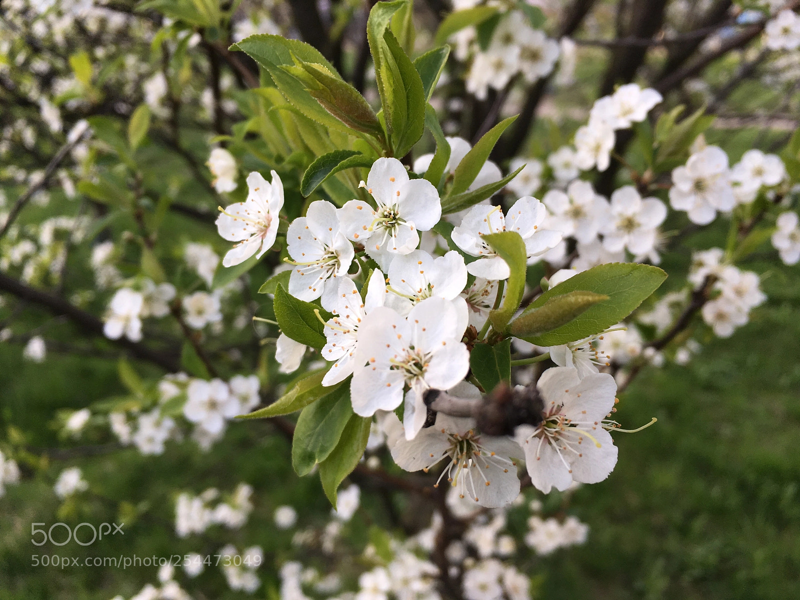 Apple iPhone SE sample photo. Fruit-bearing plant photography