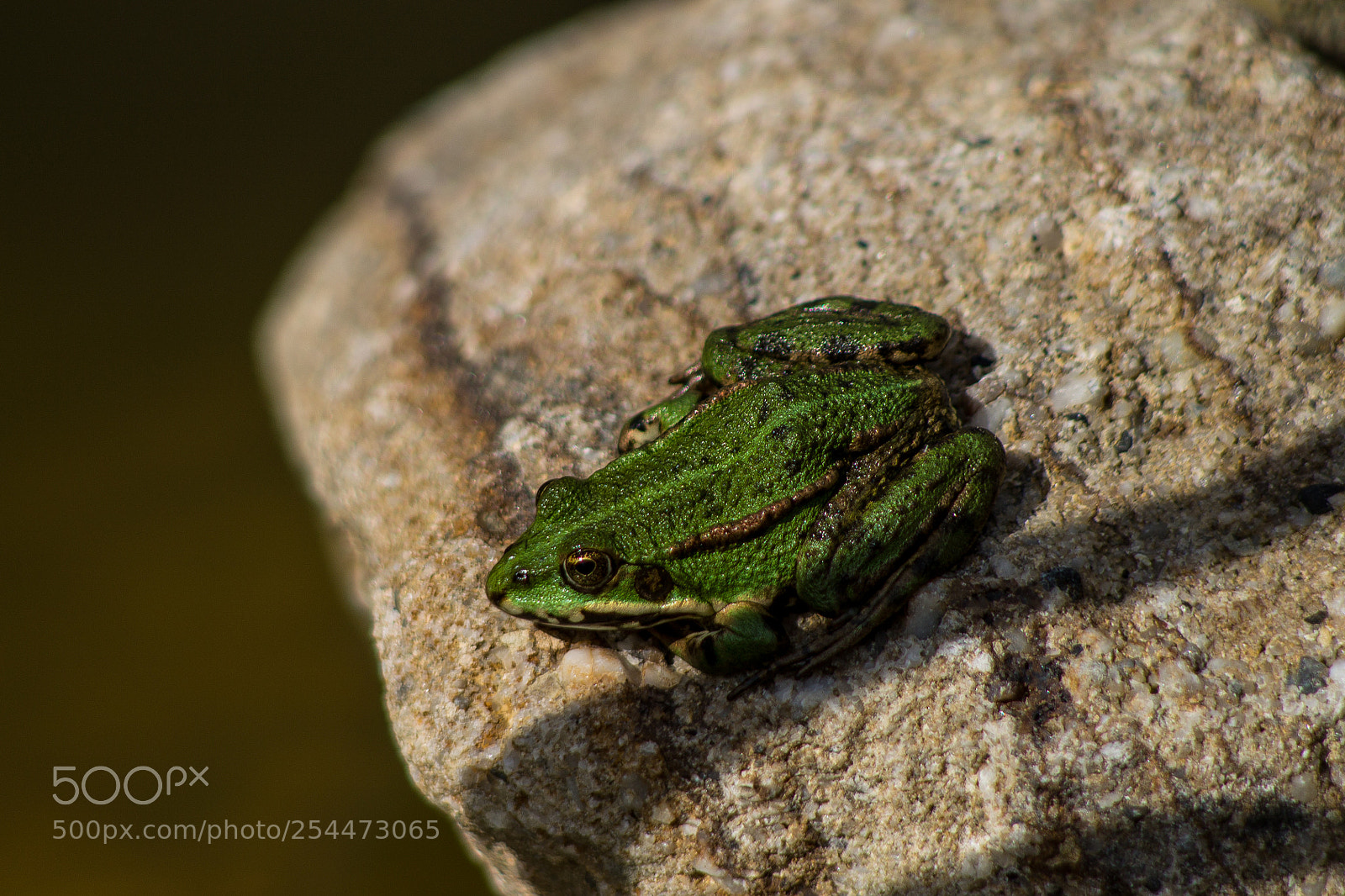 Canon EOS 1100D (EOS Rebel T3 / EOS Kiss X50) sample photo. Frosch am gartenteich photography