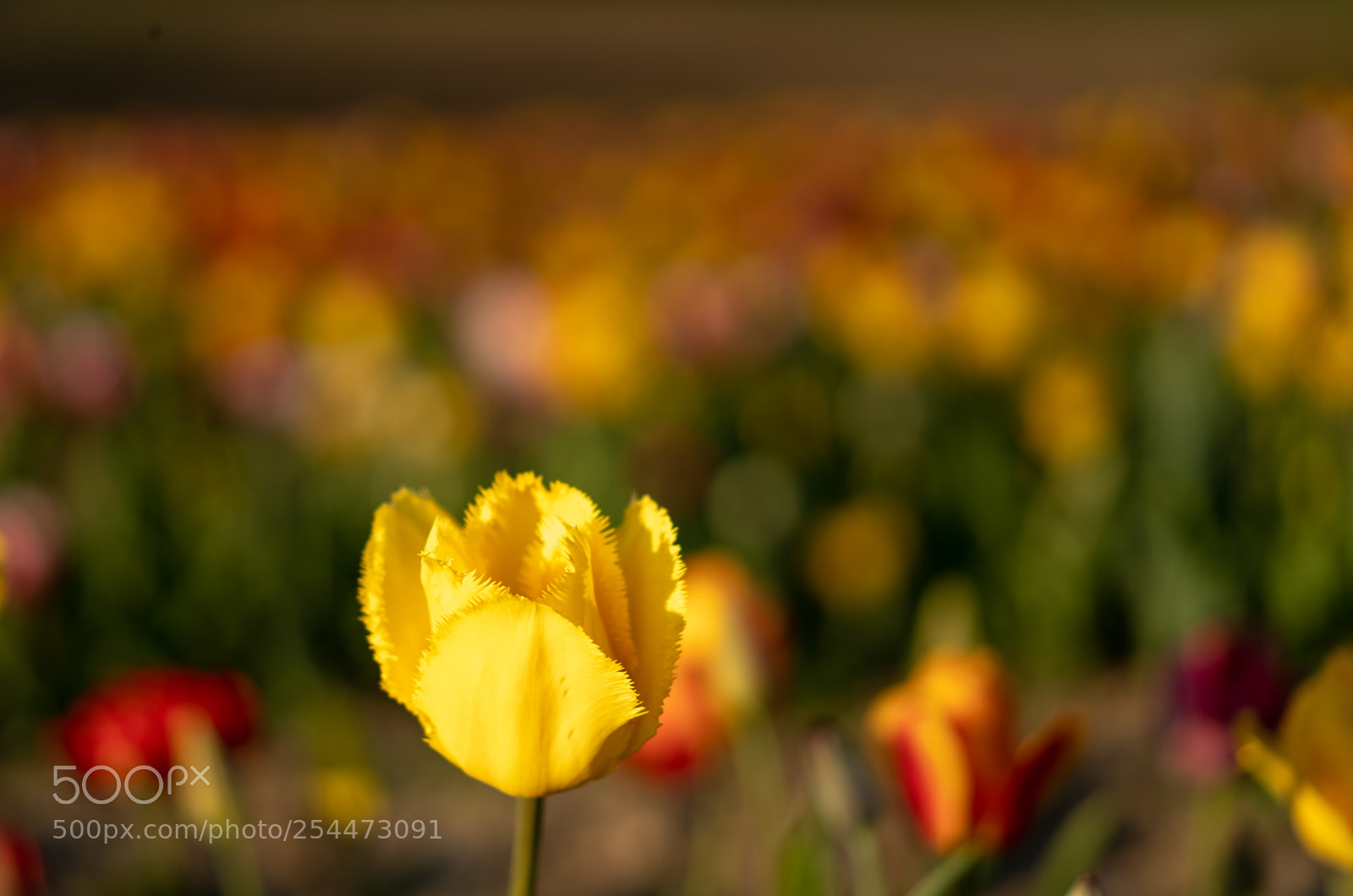 Sony a7 III sample photo. Yellow photography