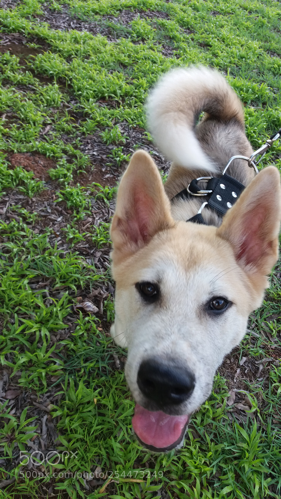 Samsung Galaxy J5 sample photo. Dog photography