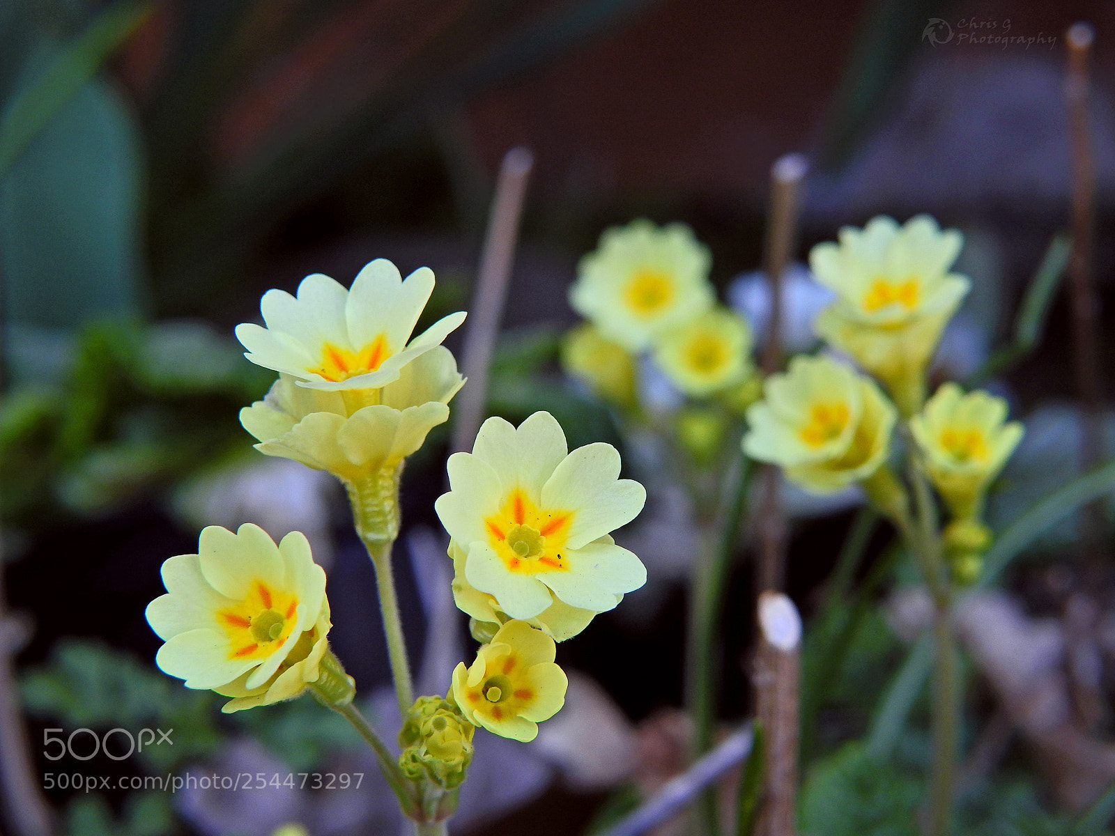 Nikon Coolpix P900 sample photo. Primrose in the garden photography