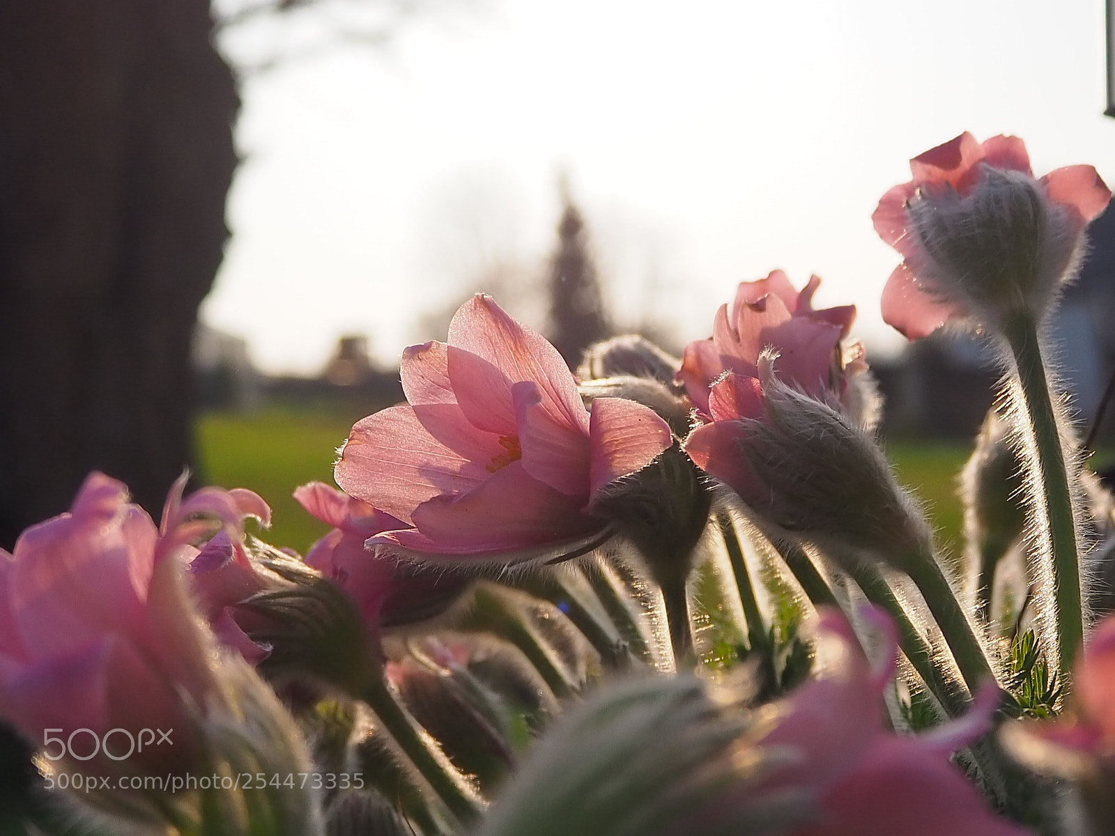 Olympus OM-D E-M10 III sample photo. Frühling photography
