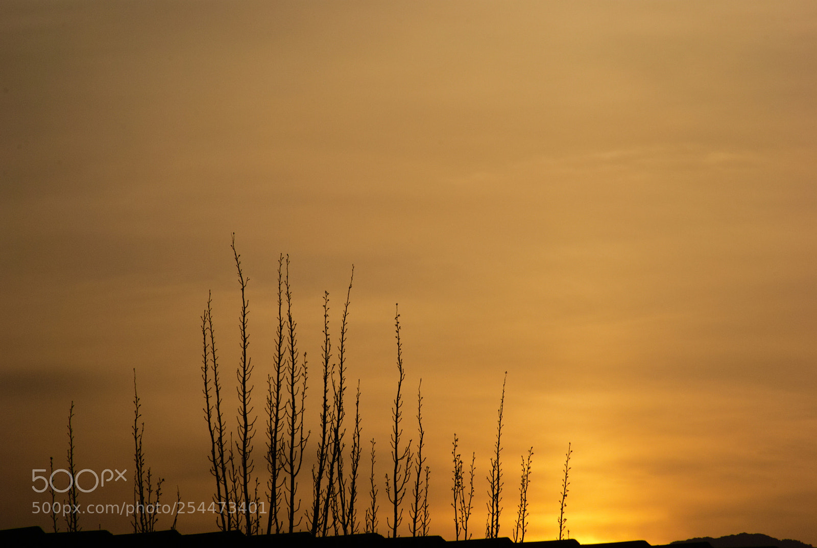 Pentax K10D sample photo. Golden sunset... photography