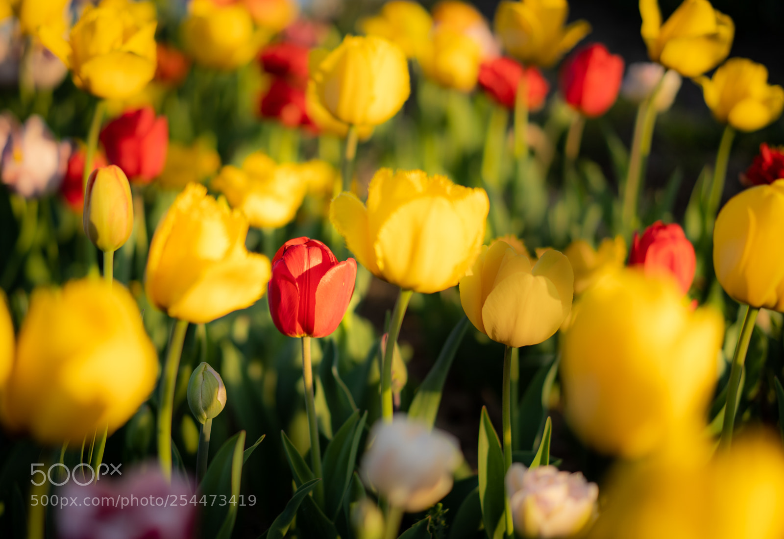 Sony a7 III sample photo. Red photography