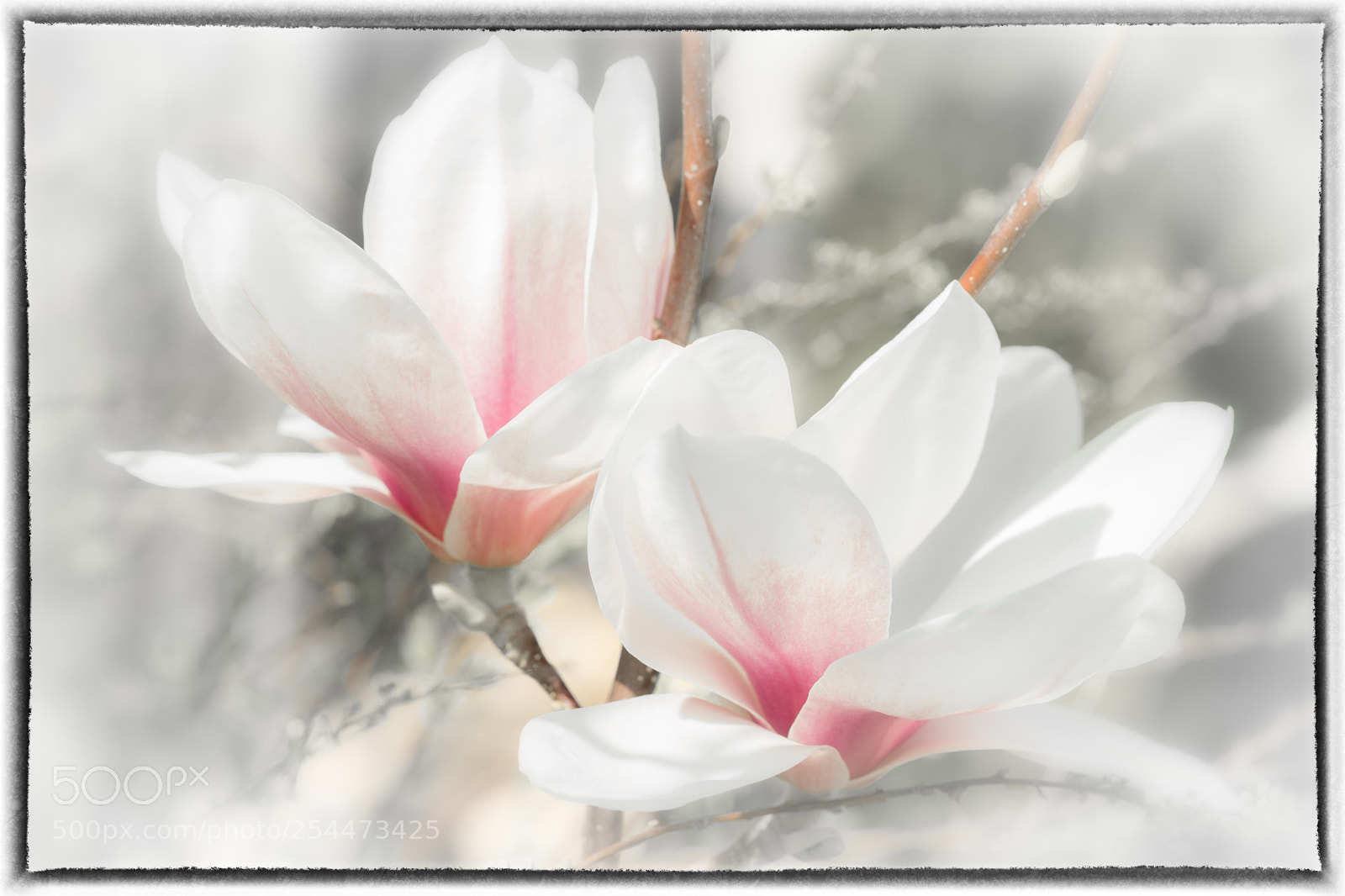 Sony a7 sample photo. Magic beauties photography