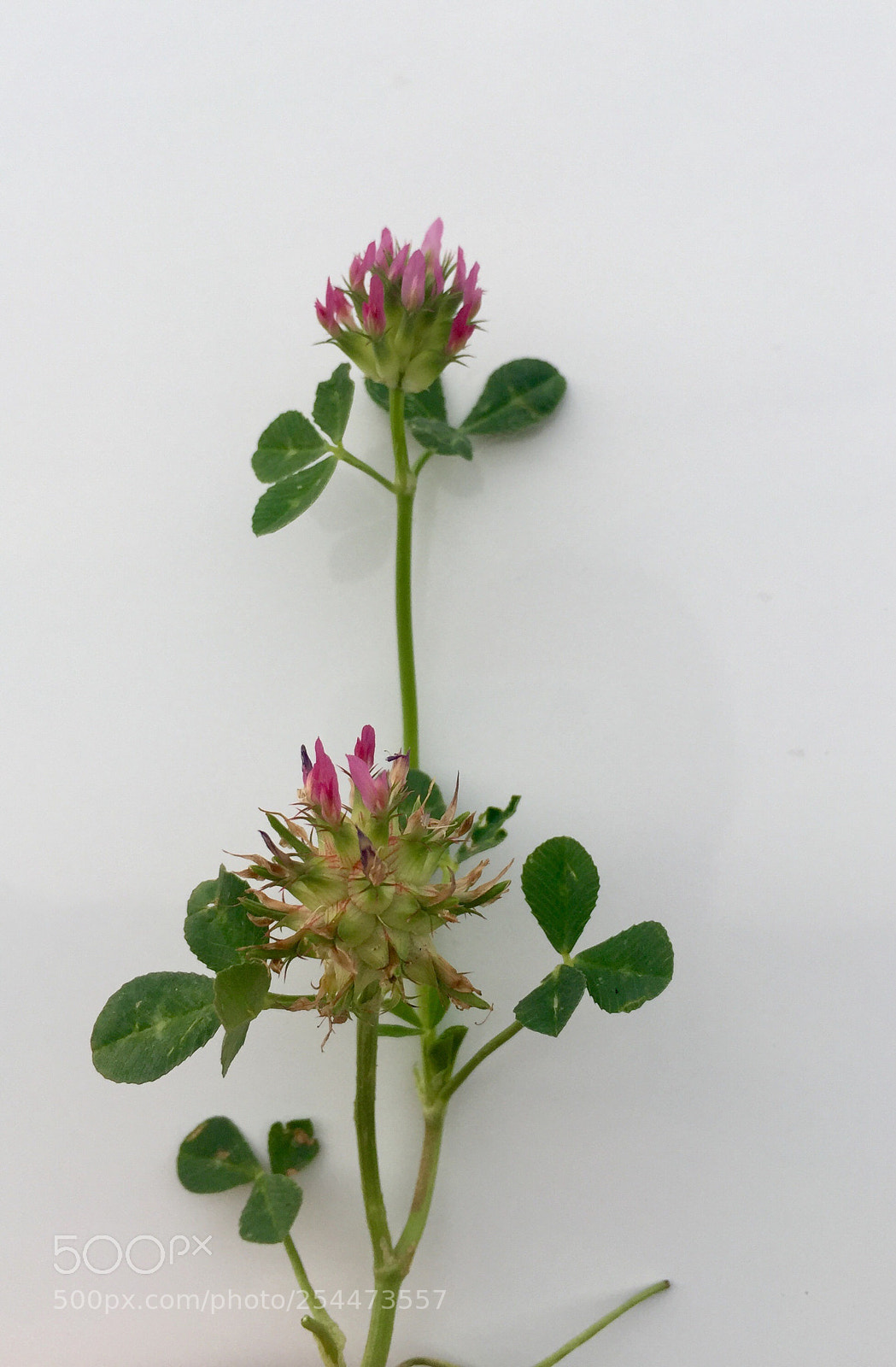 Apple iPhone 6 sample photo. Wild flowers photography