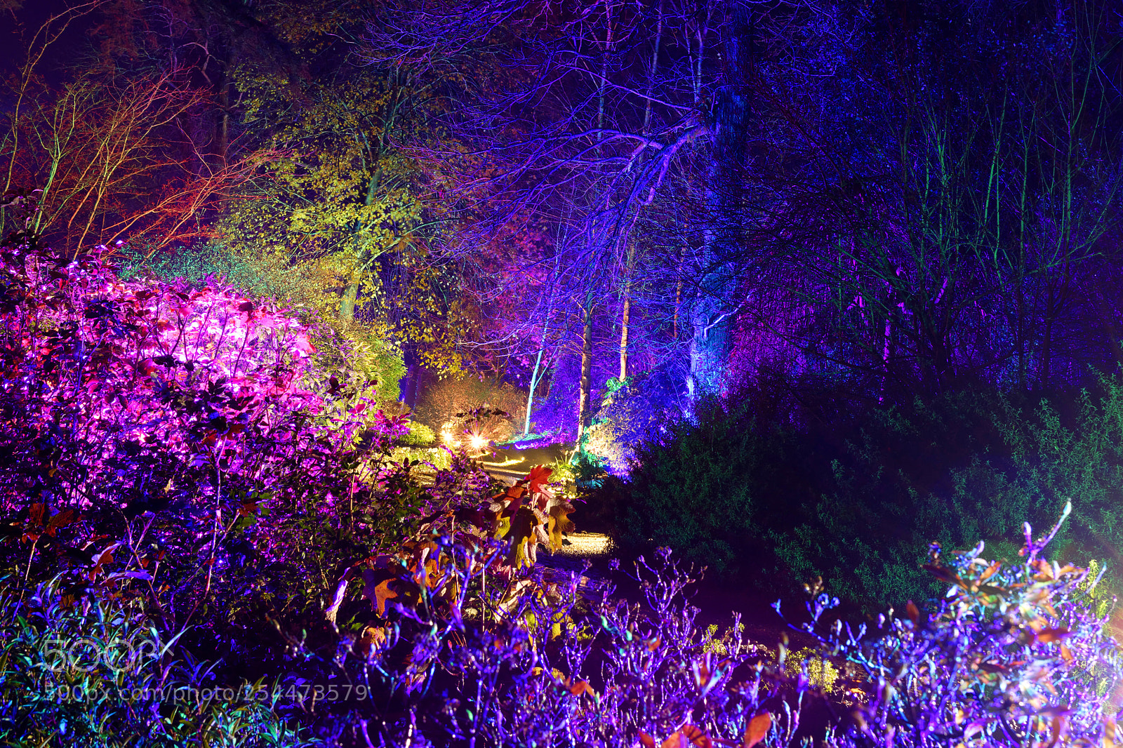 Nikon D5300 sample photo. Enchanted forest photography