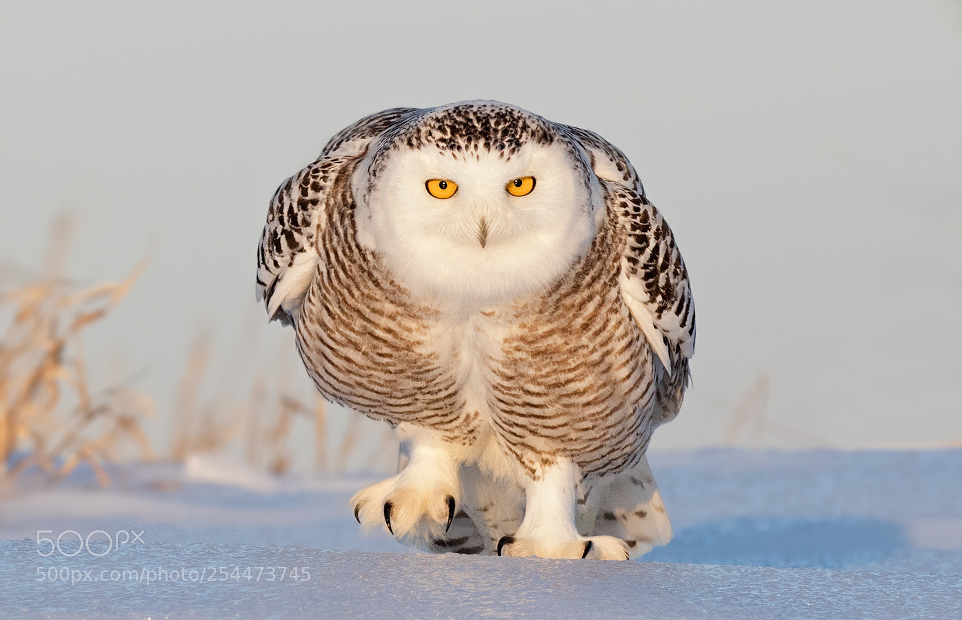 Canon EOS 7D Mark II sample photo. Snowy owl marching photography