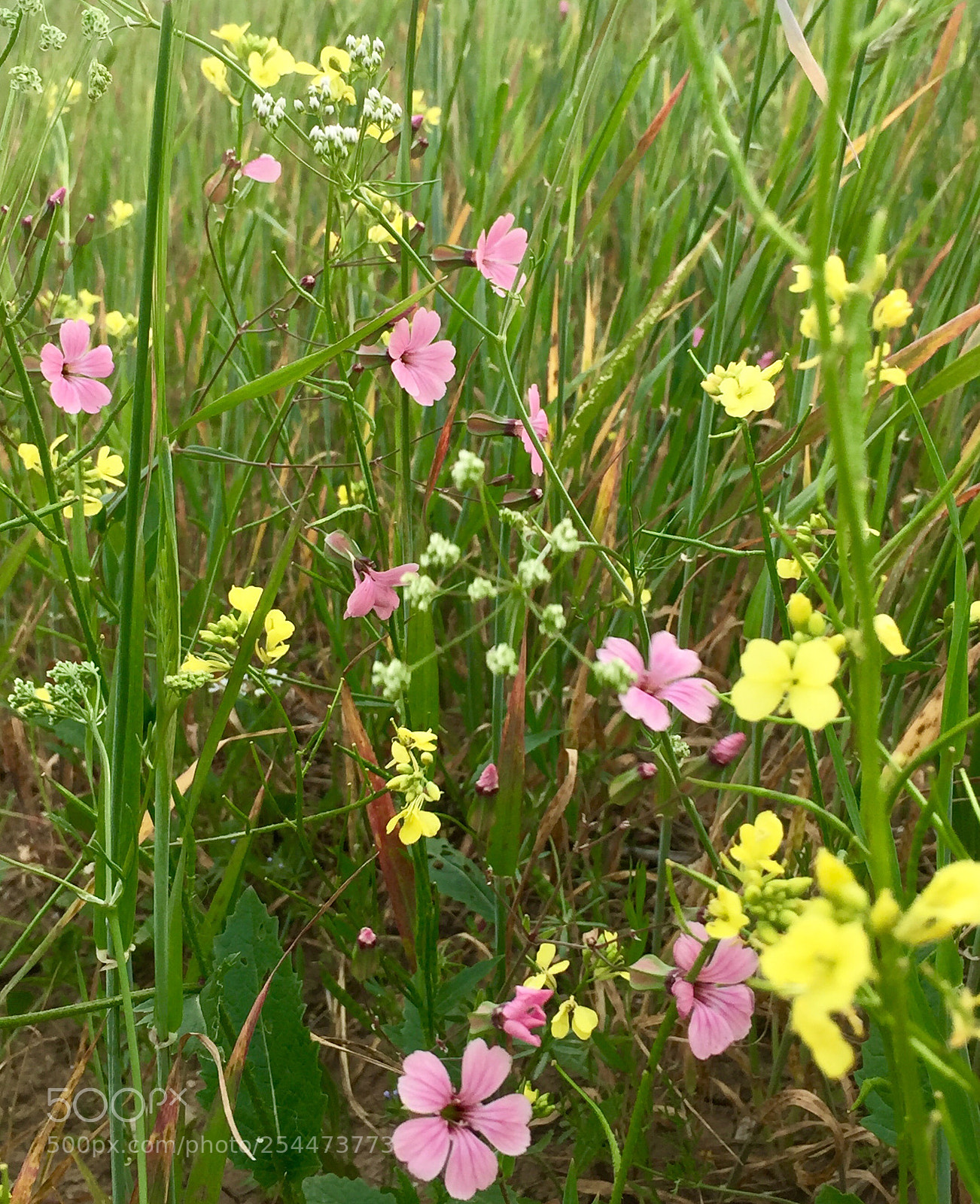 Apple iPhone 6 sample photo. Wildflowers photography