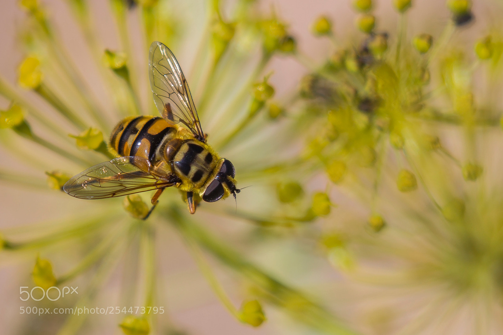 Canon EOS-1D Mark IV sample photo. Spring afternoon photography