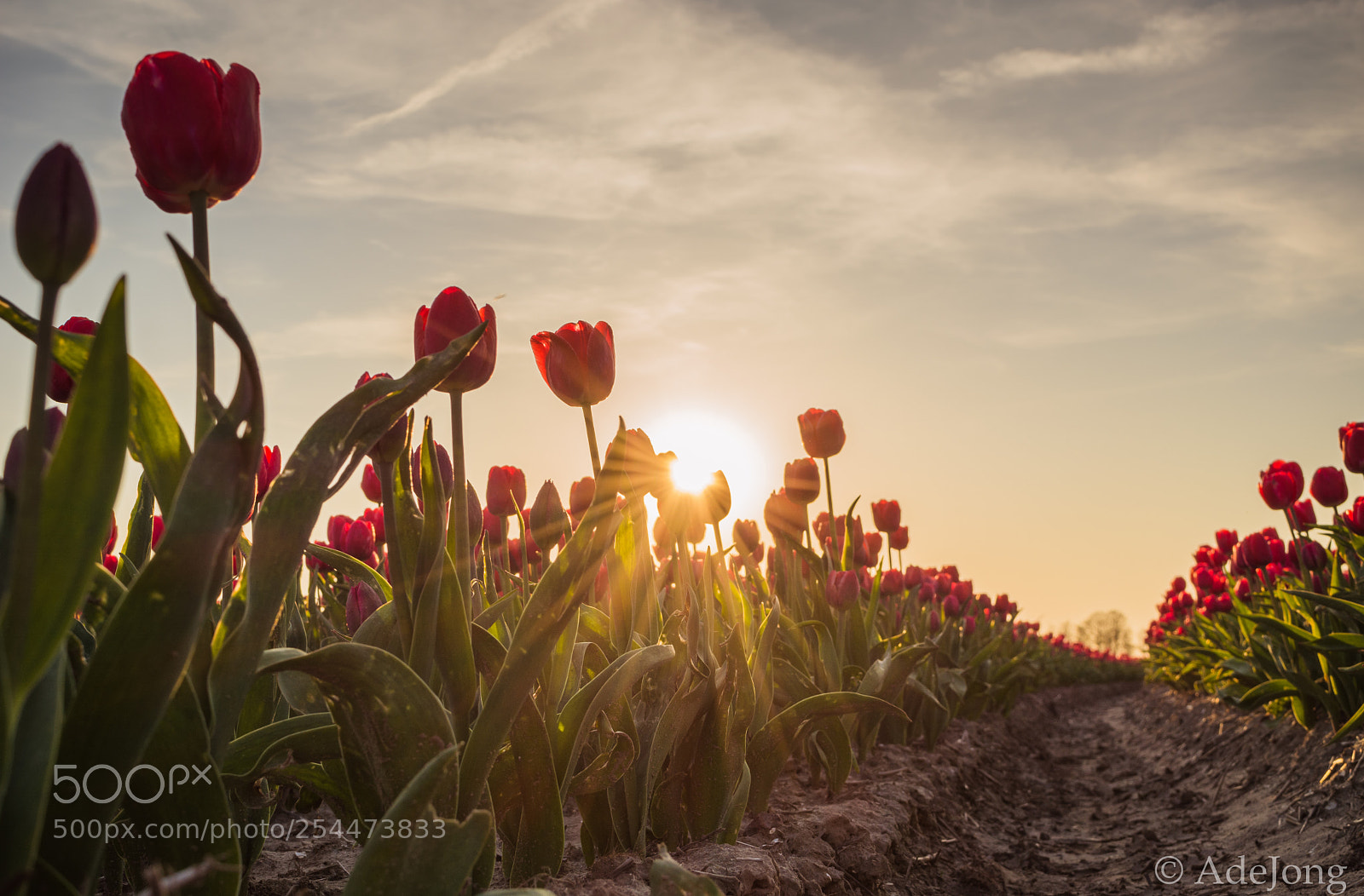 Nikon D5200 sample photo. Tulips photography