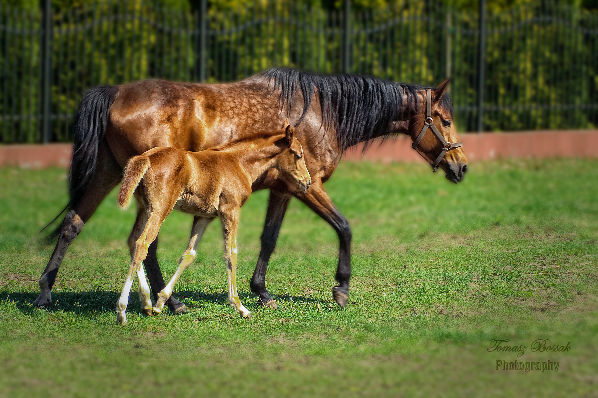 Sony Alpha DSLR-A450 sample photo. Horses photography