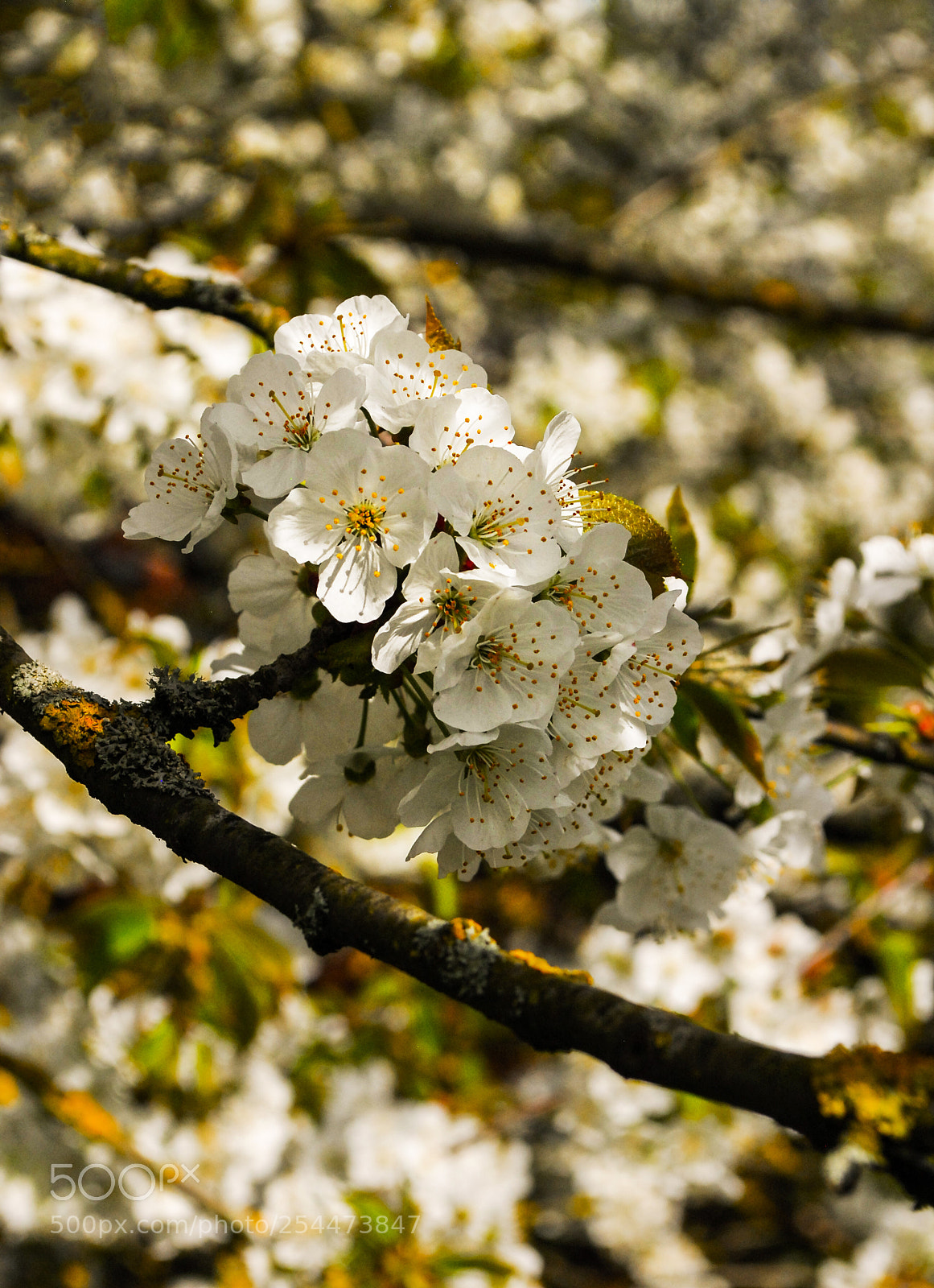 Nikon D200 sample photo. Blooming photography