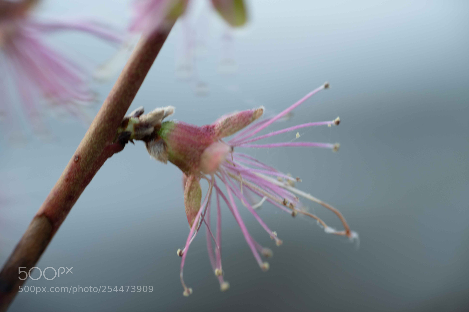 Nikon D7500 sample photo. Peach blossom photography