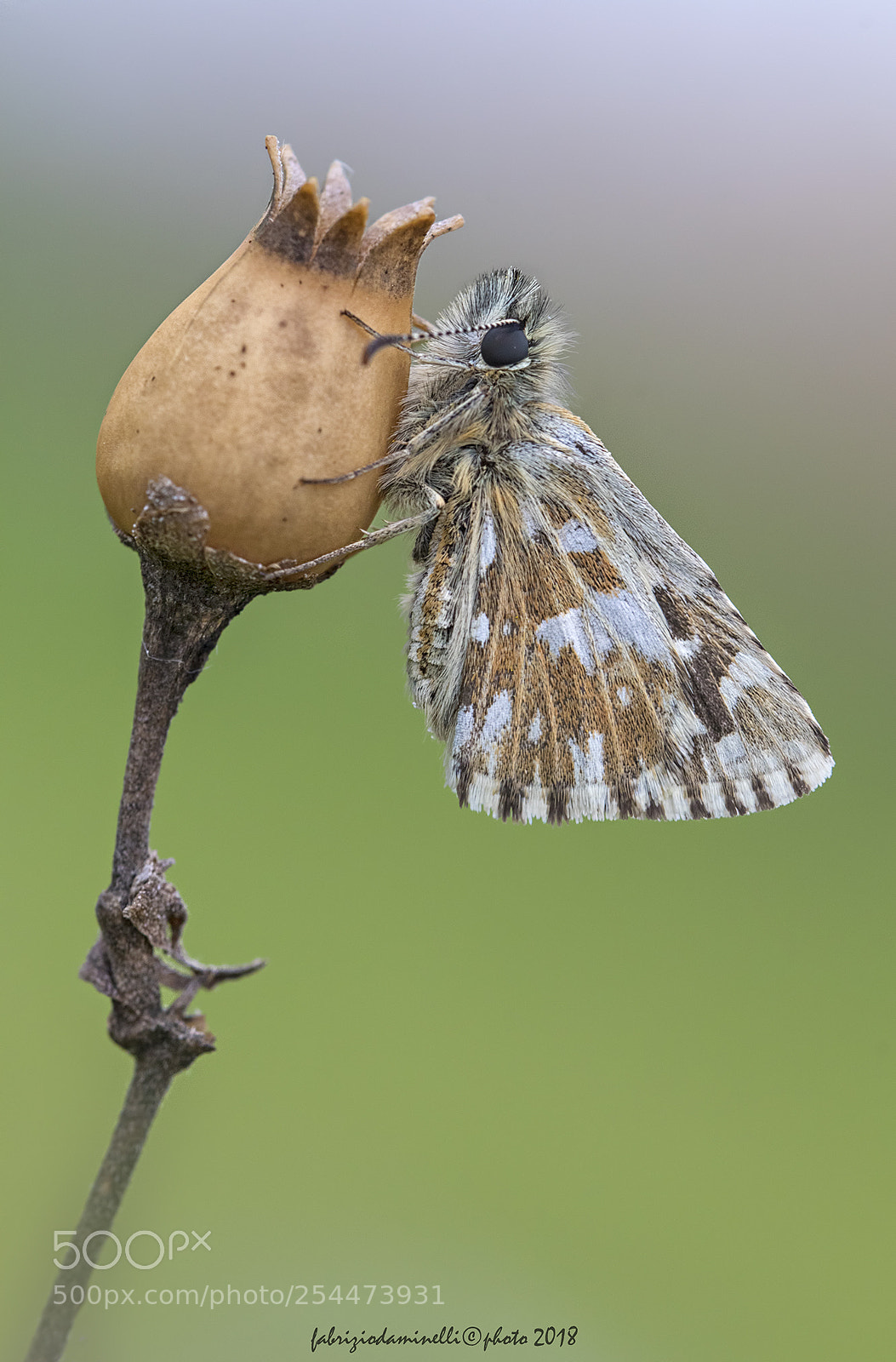 Canon EOS 7D Mark II sample photo. Grizzled skipper photography
