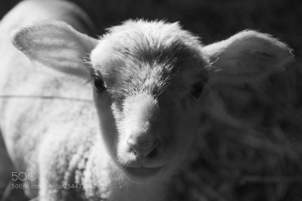 Nikon D610 sample photo. Easter photography