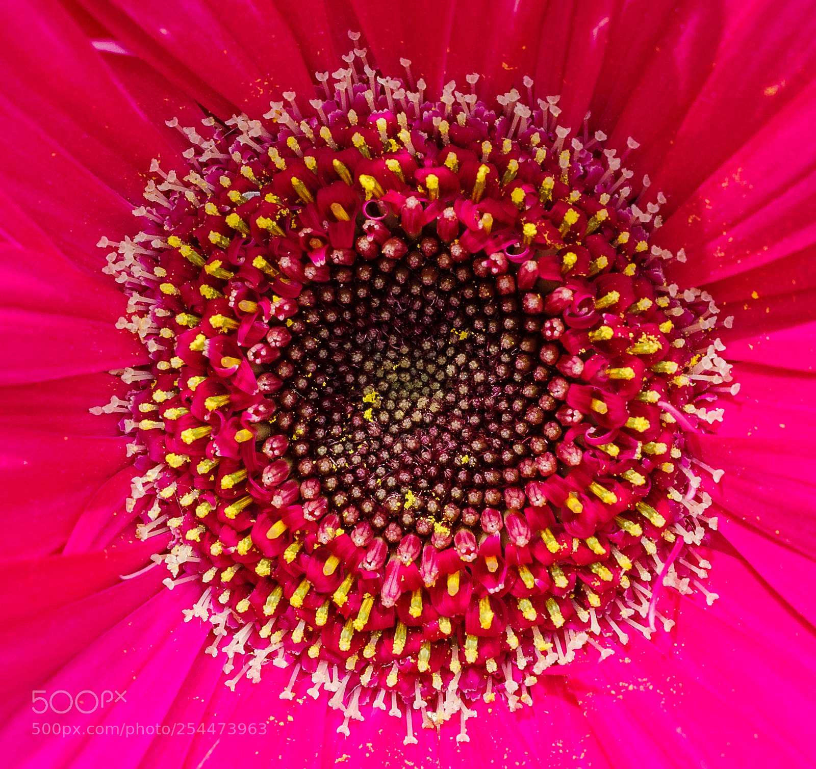 Pentax K-1 sample photo. Yellow and fuschia photography