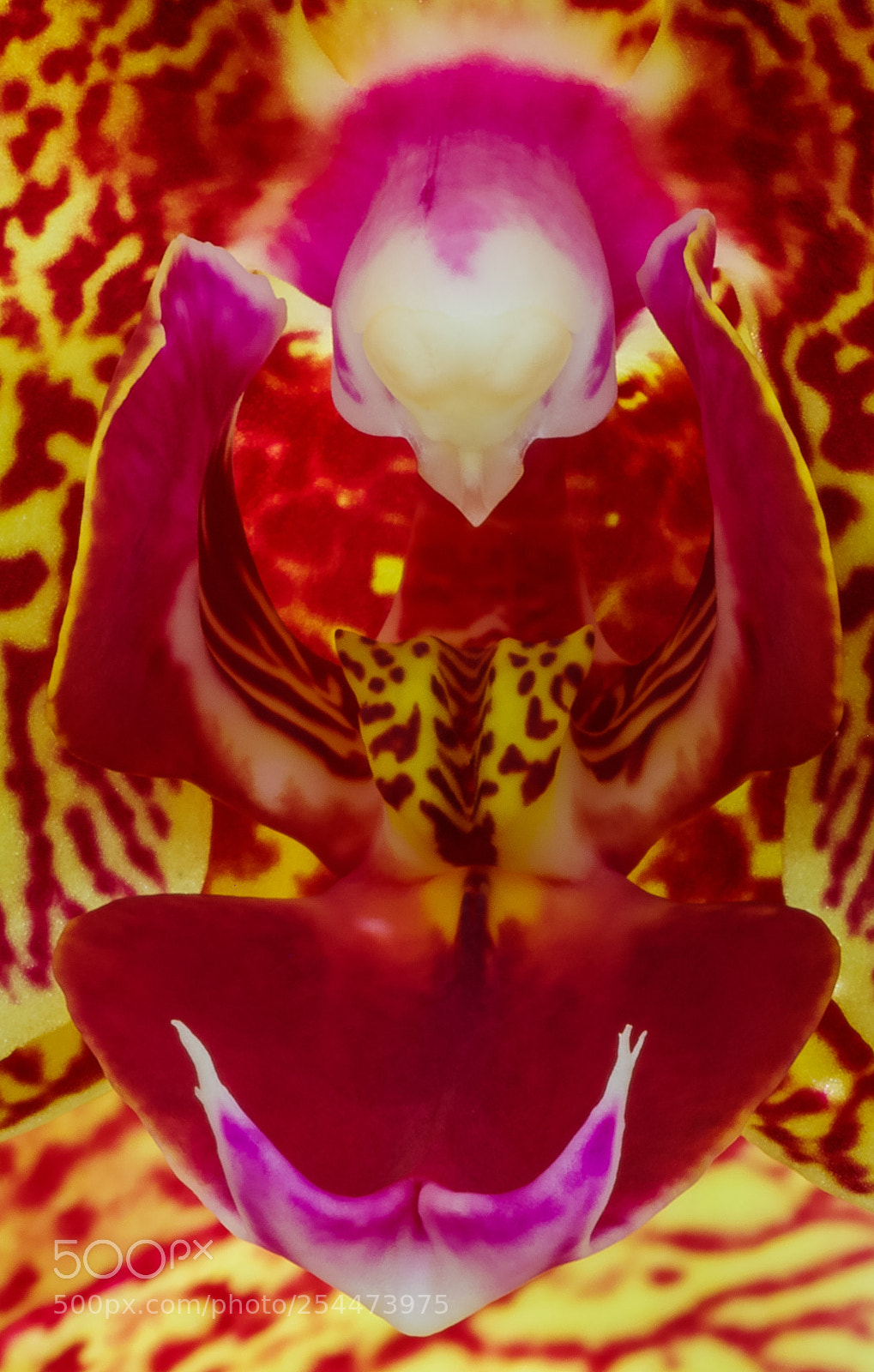 Pentax K-1 sample photo. Orchid1 photography