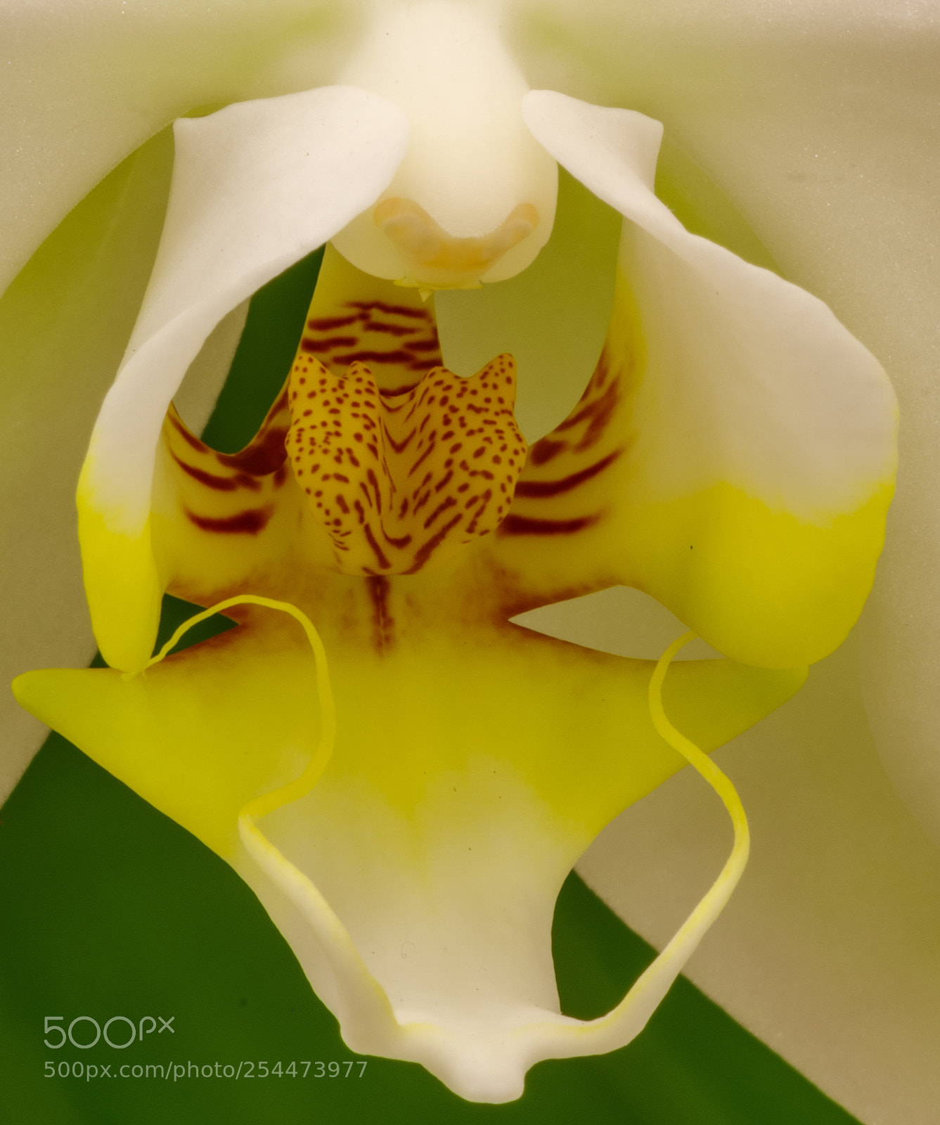Pentax K-1 sample photo. Orchid2 photography