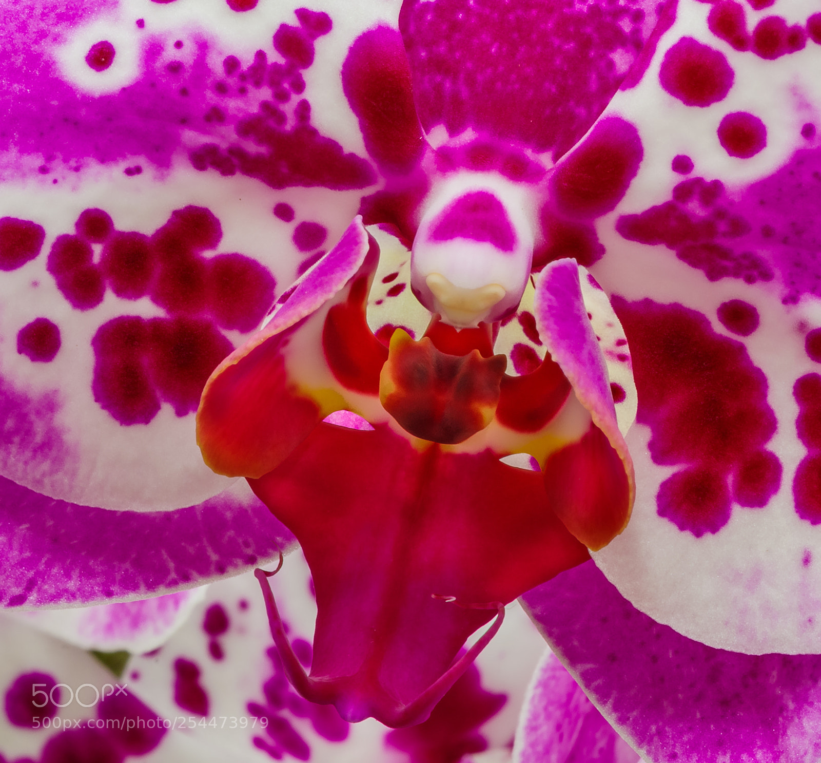 Pentax K-1 sample photo. Orchid4 photography