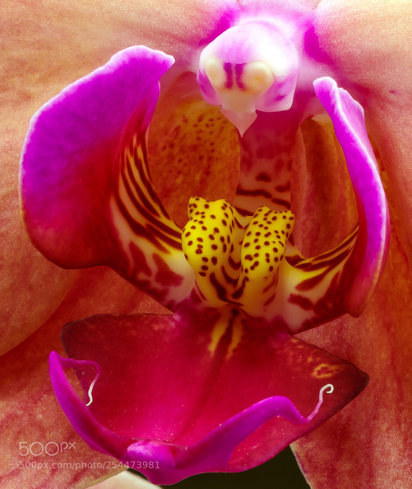 Pentax K-1 sample photo. Orchid3 photography