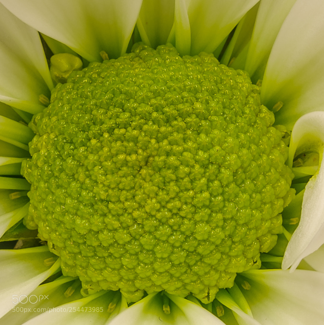 Pentax K-1 sample photo. Green and white photography