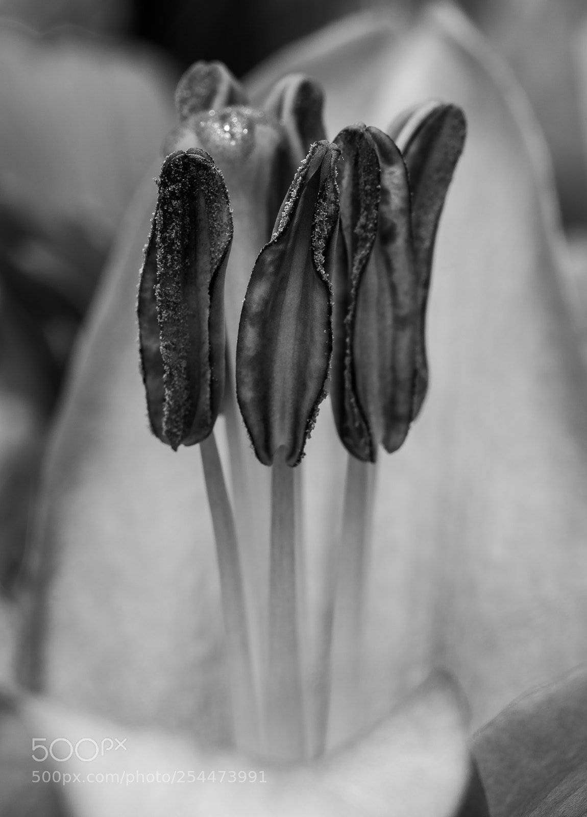 Pentax K-1 sample photo. Anthers photography