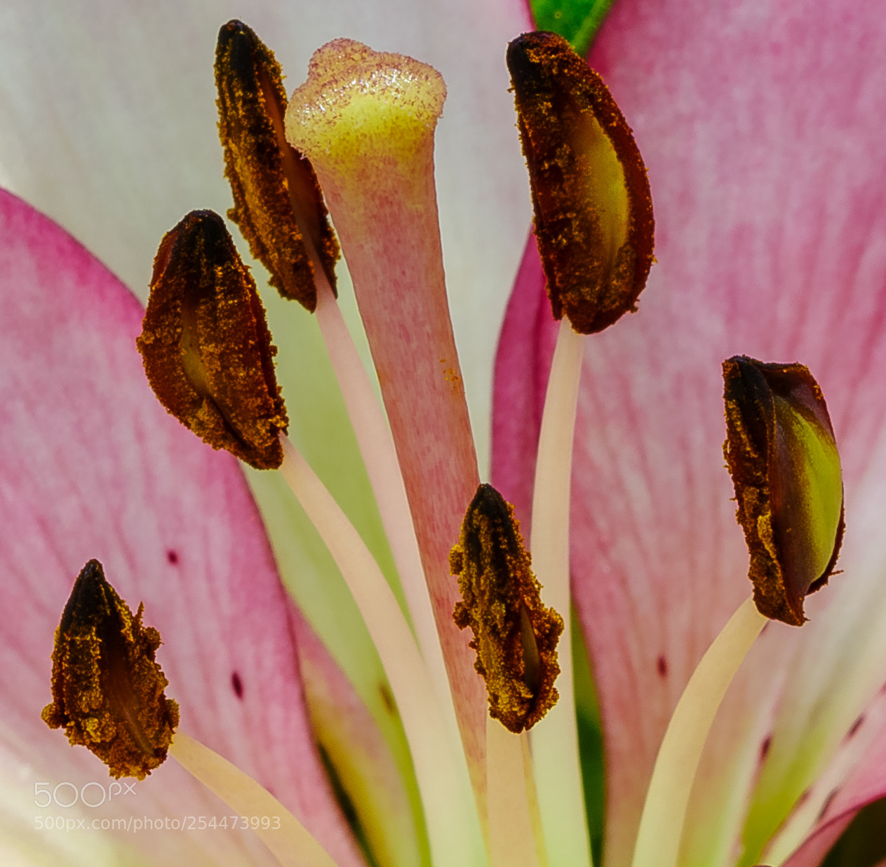 Pentax K-1 sample photo. Stigma and anthers photography