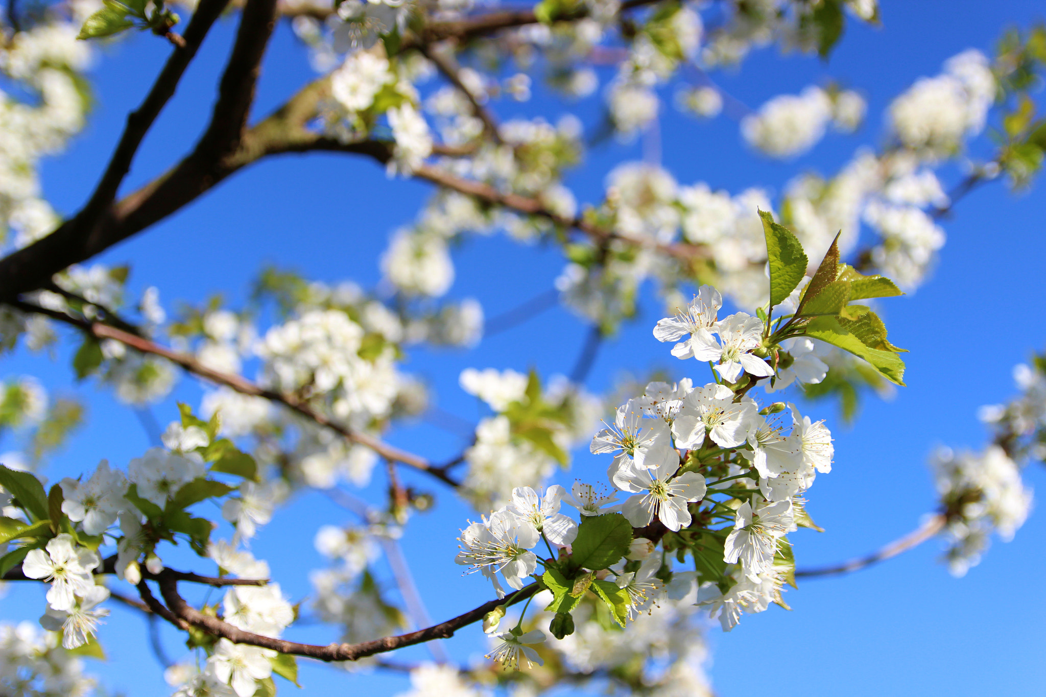 Canon EF-S 17-55mm F2.8 IS USM sample photo. Spring photography