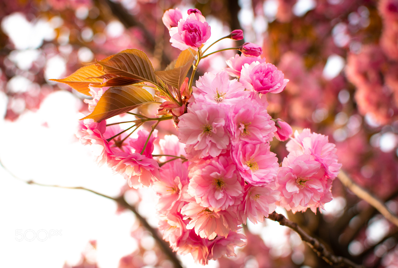 Nikon D5500 sample photo. Spring photography