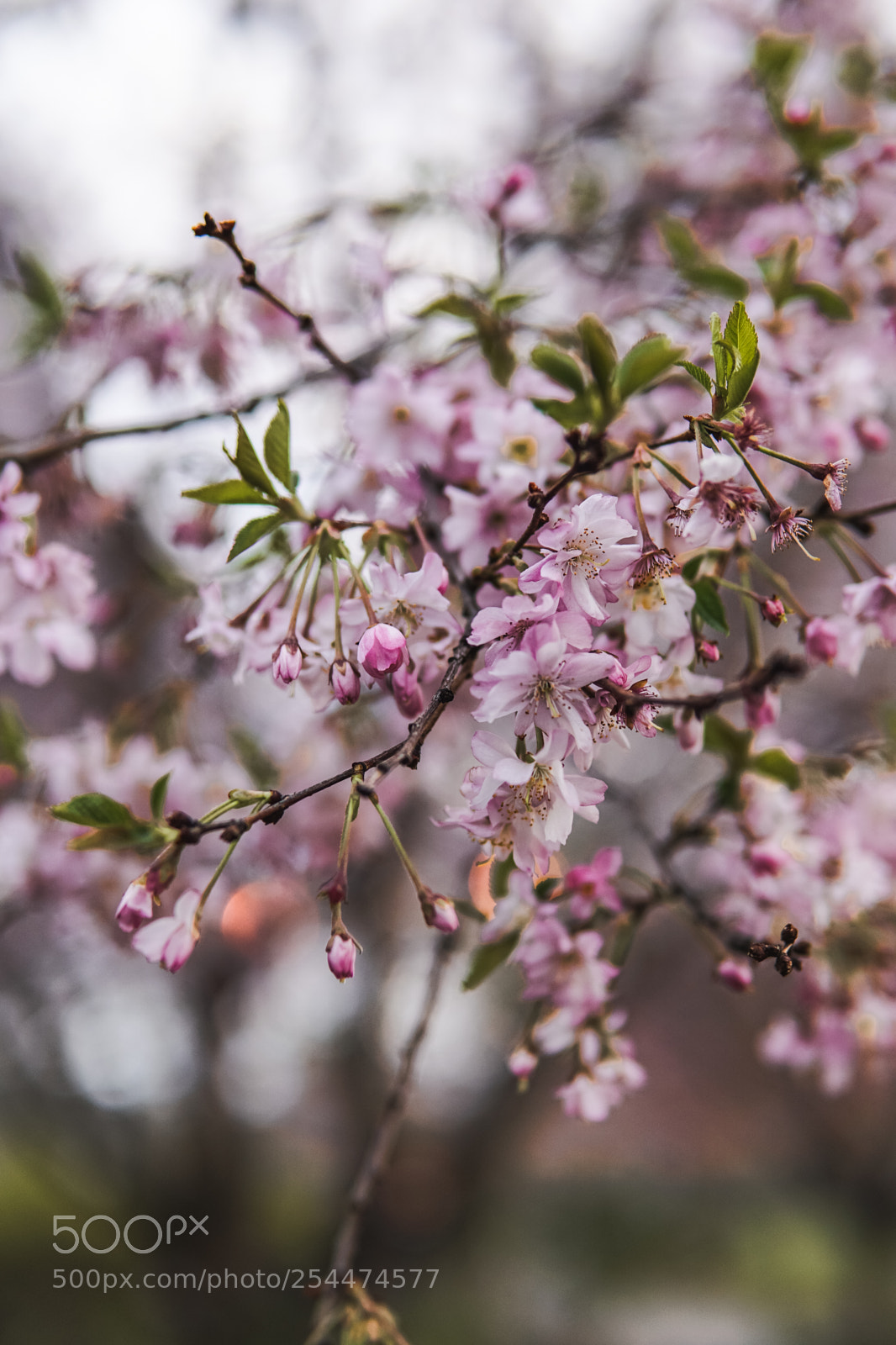 Sony a6000 sample photo. Rose gold photography