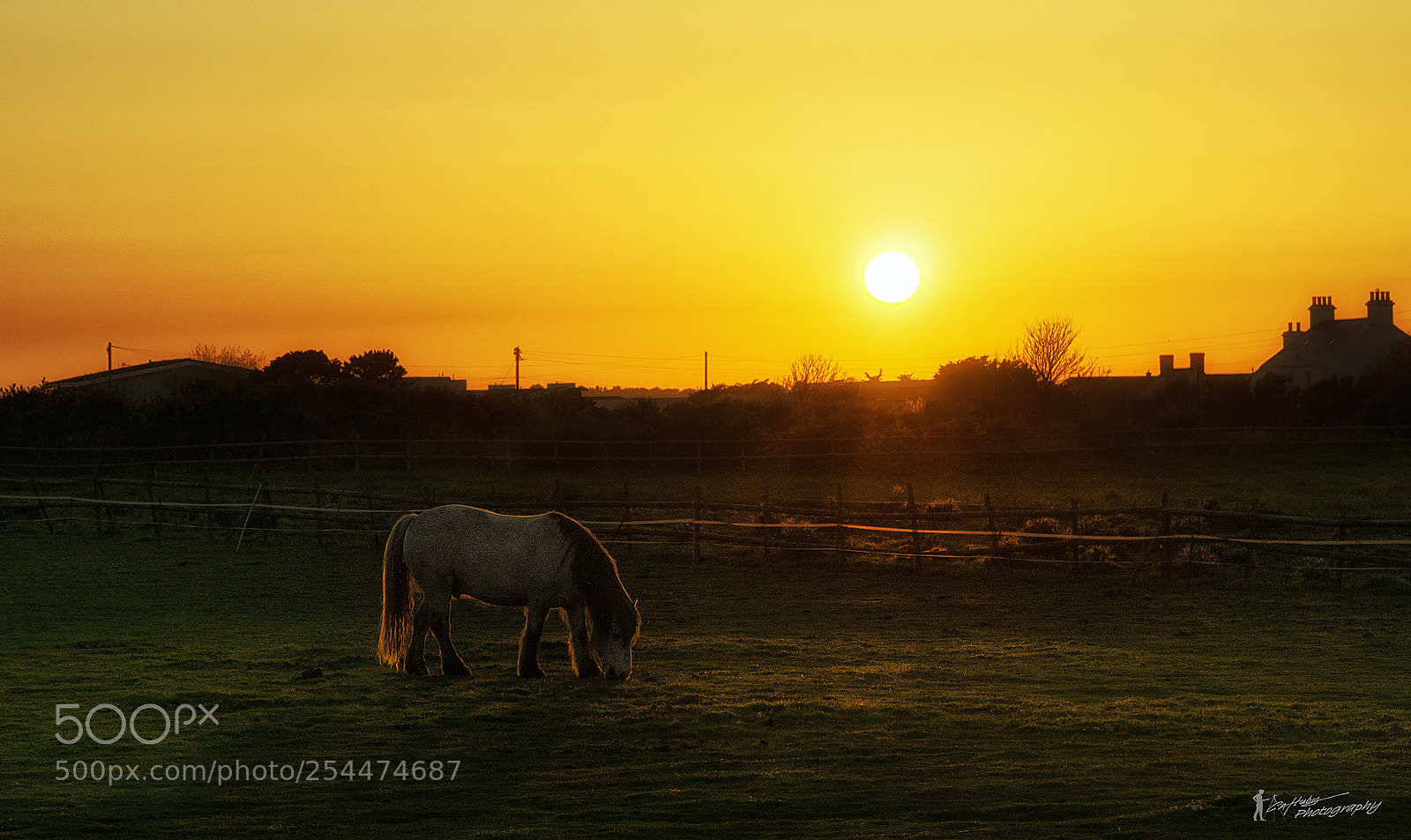 Sony a6000 sample photo. Horse at sunset photography
